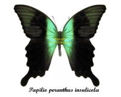 Papilio peranthus insulicola