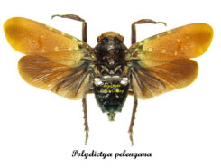 Polydictya pelengana ( spread )