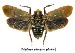 Polydictya pelengana ( spread ) - darker wings