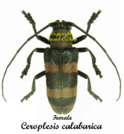 Ceroplesis calabarica