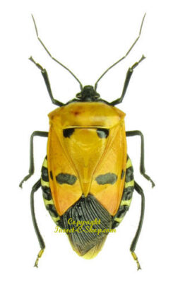 Catacanthus incarnatus