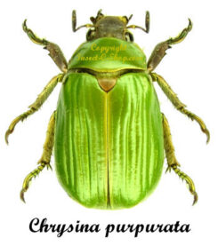 Chrysina ( Plusiotis ) purpurata