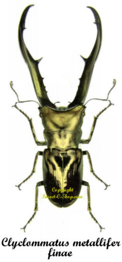 Cyclommatus metallifer finae
