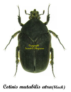 Cotinis mutabilis atrata ( black form )
