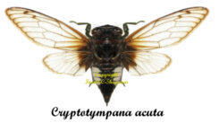 Cryptotympana acuta ( spread )