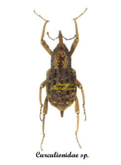 Curculionidae sp. 16