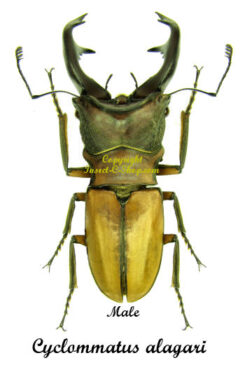 Cyclommatus alagari