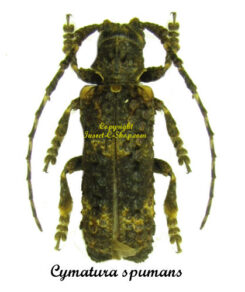 Cymatura spumans