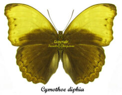 Cymothoe diphia