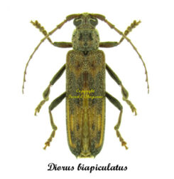Diorus biapiculatus
