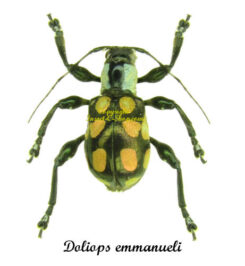 Doliops emmanueli