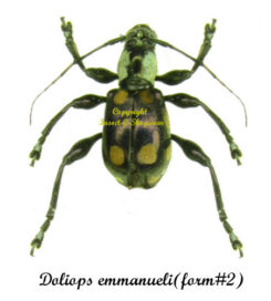 Doliops emmanueli ( form#2 )