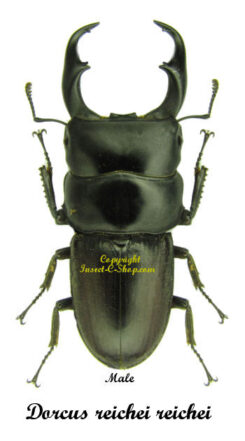 Dorcus reichei reichei