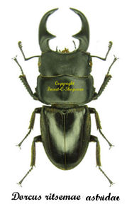 Dorcus ritsemae astridae