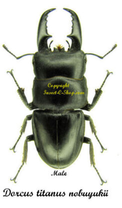 Dorcus titanus nobuyukii