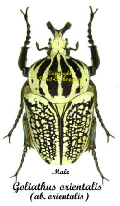 Goliathus orientalis  ab. orientalis