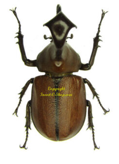 Golofa claviger