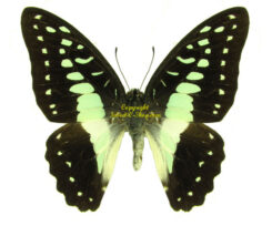 Graphium eurypylus pamphylus