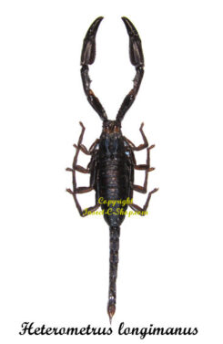 Heterometrus longimanus ( leg spread )