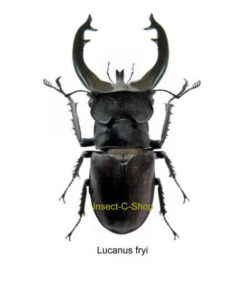 Lucanus fryi