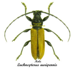 Lachnopterus auripennis