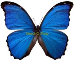 Morpho didius