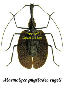 Mormolyce phyllodes engeli ( violin )