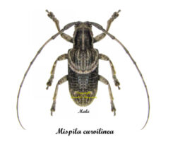 Mispila curvilinea