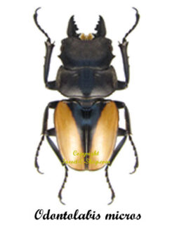 Odontolabis micros ( amphiodonte )