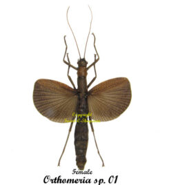 Orthomeria sp 01 ( spread )