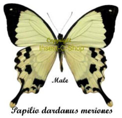 Papilio ( Druryia ) dardanus meriones