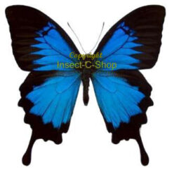 Papilio ( Achillides ) ulysses ulysses ( 5-pcs )