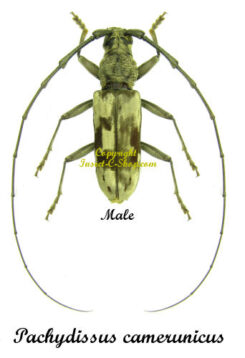 Pachydissus camerunicus