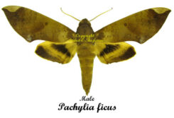 Pachylia ficus