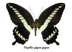 Papilio gigon gigon