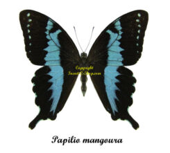 Papilio mangoura