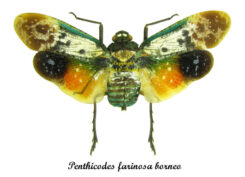 Penthicodes farinosa borneo ( spread )