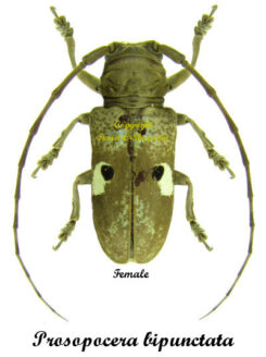 Prosopocera bipunctata