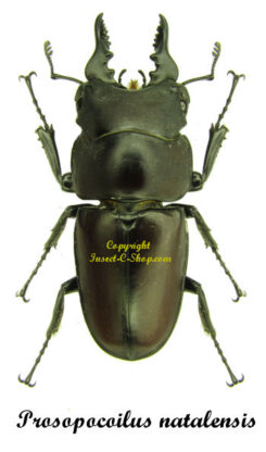 Prosopocoilus natalensis