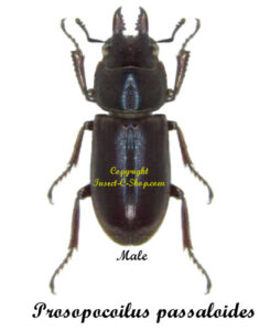 Prosopocoilus passaloides