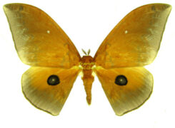 Pseudobunaea alinda