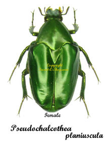 Pseudochalcothea planiuscula