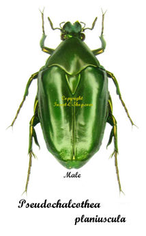 Pseudochalcothea planiuscula