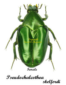 Pseudochalcothea shelfordi