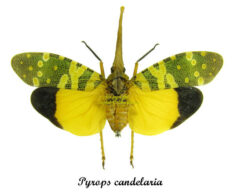 Pyrops candelaria ( spread )