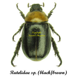 Rutelidae sp. ( noir-brun  )