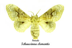 Schausinna clementis