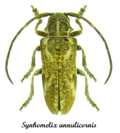 Synhomelix annulicornis