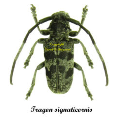 Tragon signaticornis