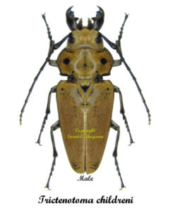 Trictenotoma childreni
